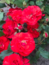 Planten Rosa 'Meigekanu' (La Sevillana)   pot