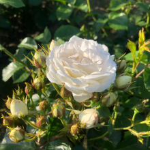Planten Rosa 'Lenadne' (Neige d'Eté)   blote wortel