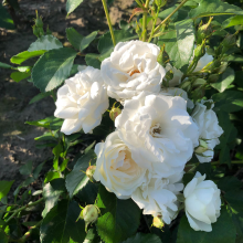 Planten Rosa 'Lenadne' (Neige d'Eté)   pot