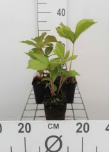 Planten Rodgersia aesculifolia   pot 9x9 cm