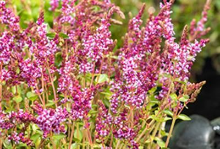 Planten Rotala indica   pot 9x9 cm
