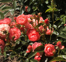 Planten Rosa 'Orange Morsdag' (Orange Mothersday)   blote wortel
