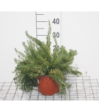 Planten Rosmarinus officinalis 'Prostratus'   pot   20 30 cm (Kruiprozemarijn)  