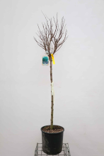 Planten Robinia pseudoacacia 'Umbraculifera'   pot 18L   halfstam boom