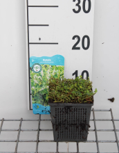 Planten Rotala rotundifolia   pot 11x11 cm