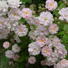 Planten Rosa 'Paul's Himalayan Musk'   pot   klimroos