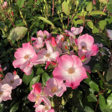 Planten Rosa 'Lenmobri' (Rush)   pot