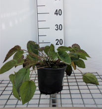 Planten Rudbeckia fulgida 'Goldsturm'   pot 2L