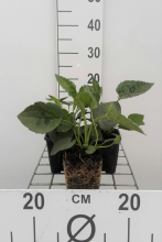 Planten Rudbeckia fulgida 'Goldsturm'   pot 9x9 cm  