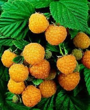 Planten Rubus idaeus 'Fallgold'   pot   struik