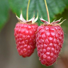 Planten Rubus idaeus 'Tulameen'   pot   struik  