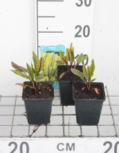 Planten Bloedzuring, zurkel   pot 9x9 cm (Rumex sanguineus)  