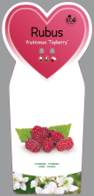 Planten Rubus 'Tayberry'   pot  