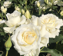 Planten Rosa 'White Symphonie'   pot