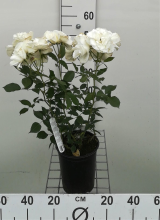 Planten Rosa 'Witte Tros'   pot
