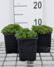 Planten Saxifraga 'Blütenteppich'   pot 9x9 cm