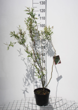 Planten Salix babylonica 'Tortuosa'   pot   40 60 cm