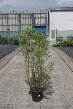 Planten Salix babylonica 'Tortuosa'   pot 12L   100 125 cm