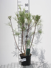 Planten Salix elaeagnos 'Angustifolia'   pot   50 60 cm  
