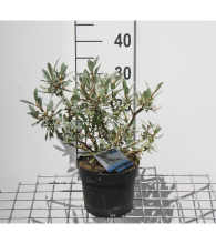 Planten Salix helvetica   pot   25 30 cm  