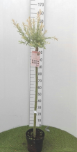 Planten Salix integra 'Flamingo'   pot   geënt op stamhoogte 100 110 cm  