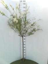 Planten Salix integra 'Hakuro nishiki'   pot   geënt op stamhoogte 80 cm  