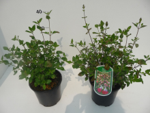 Planten Salvia microphylla 'Hot Lips'   pot 2L  