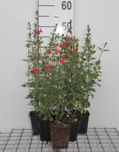 Planten Salvia microphylla 'Hot Lips'   pot 9x9 cm  