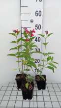 Planten Salvia microphylla   pot 9x9 cm  