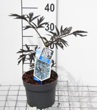 Planten Sambucus nigra 'Eva' (Black Lace)   pot   30 40 cm  