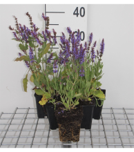 Planten Salvia nemorosa 'Blauhügel'   pot 9x9 cm  