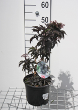 Planten Sambucus nigra 'Eiffel1' (Black Tower)   pot   30 40 cm