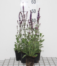 Planten Salvia nemorosa 'Caradonna'   Bossalie   pot 9x9 cm  