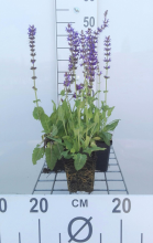 Planten Salvia nemorosa 'Mainacht'   pot 9x9 cm  