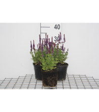 Planten Salvia nemorosa 'Ostfriesland'   pot 2L  