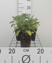 Planten Salvia officinalis 'Berggarten'   pot 9x9 cm (Salie 'Grootbladige Salie' / 'Breedbladige Salie')  