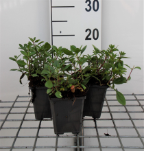 Planten Saponaria ocymoides   pot 9x9 cm  
