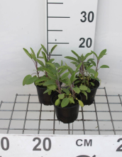 Planten Salie, keukensalie   pot 9x9 cm (Salvia officinalis)  