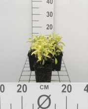 Planten Salvia officinalis 'Aurea'   pot 9x9 cm