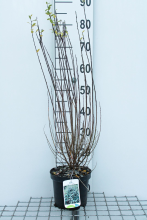 Planten Salix repens   pot   50 60 cm  