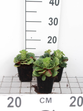 Planten Saxifraga x urbium   pot 9x9 cm  