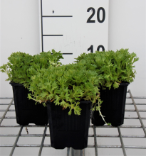 Planten Saxifraga 'Purpurteppich'   pot 9x9 cm  