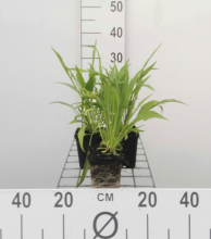 Planten Scabiosa caucasica 'Alba'   pot 9x9 cm