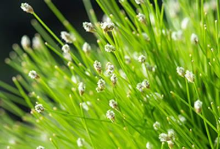 Planten Isolepis cernua   pot 9x9 cm  