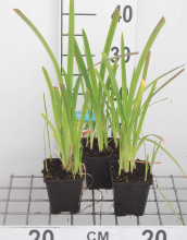 Planten Schizostylis coccinea 'Mrs Hegarty'   pot 9x9 cm