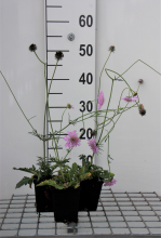 Planten Scabiosa columbaria 'Pink Mist'   pot 9x9 cm  
