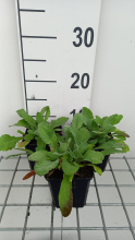 Planten Scabiosa ochroleuca   pot 9x9 cm  
