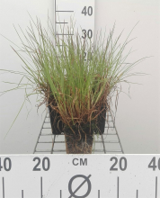 Planten Schizachyrium scoparium   pot 9x9 cm