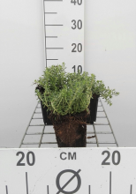 Planten Sedum album 'Coral Carpet'   pot 9x9 cm  