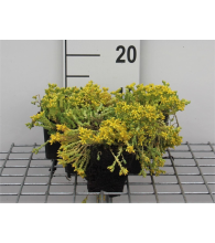 Planten Sedum acre   pot 9x9 cm  
